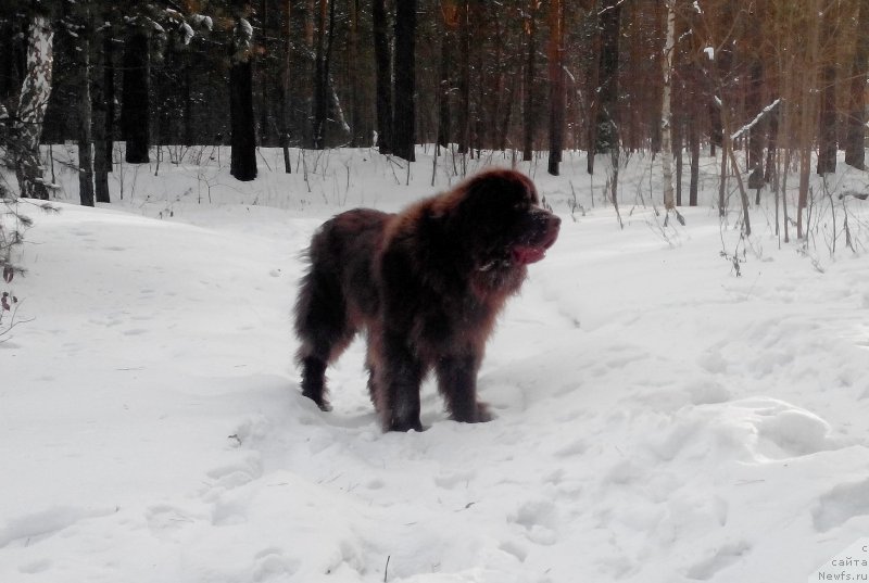 Фото: ньюфаундленд Браунблад МСК Сайлас Соул Дрим