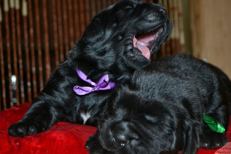 Фото: Дети, ньюфаундленд Симбад Покоритель Морей, и, ньюфаундленд Глаша Медведица