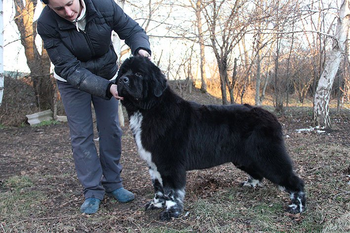 Фото: ньюфаундленд Байка с Берега Дона (Bayka s Berega Dona)