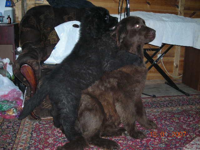 Фото: ньюфаундленд Сент Джонс Круиз (Sent Djons Kruiz), ньюфаундленд Старди