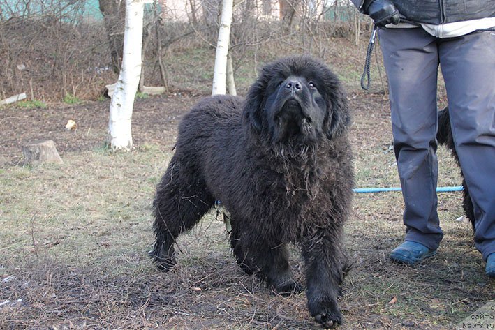Фото: ньюфаундленд Илария с Берега Дона (Ilarya s Berega Dona)