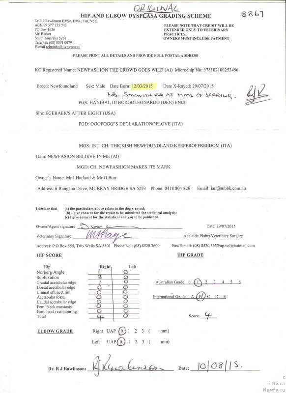 Фото: ньюфаундленд Newfashion The Crowd Goes Wild