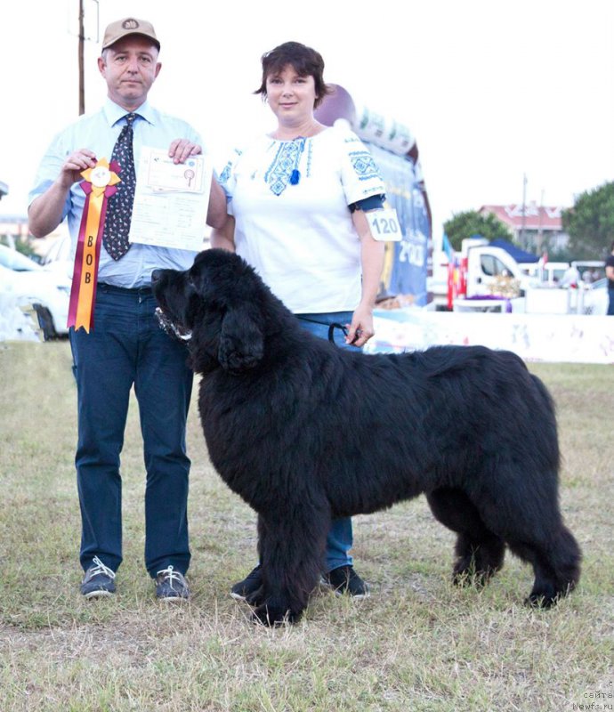 Фото: ньюфаундленд Акватория Келвин Ультрамодерн (Aquatoria Kelvin Ultramodern)