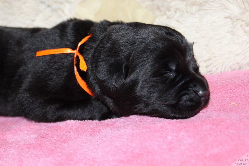 Фотография № 219824