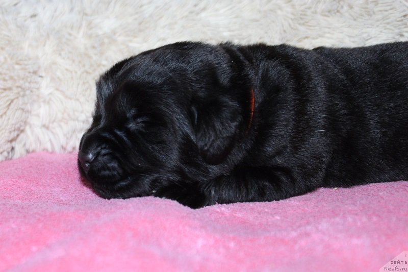 Фотография № 219825