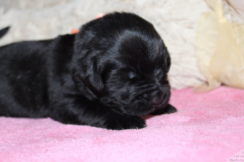 Фотография № 219828