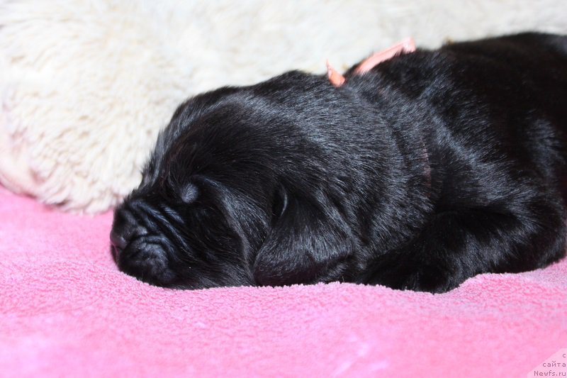 Фотография № 219829