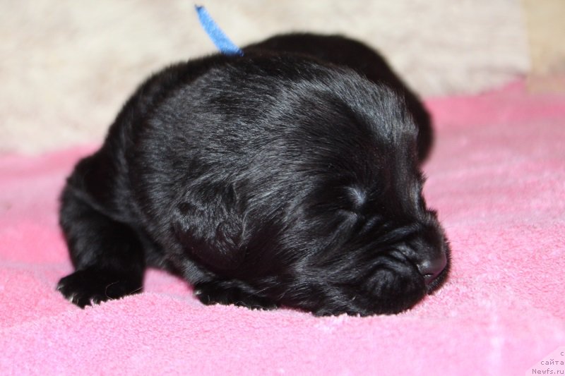 Фотография № 219830