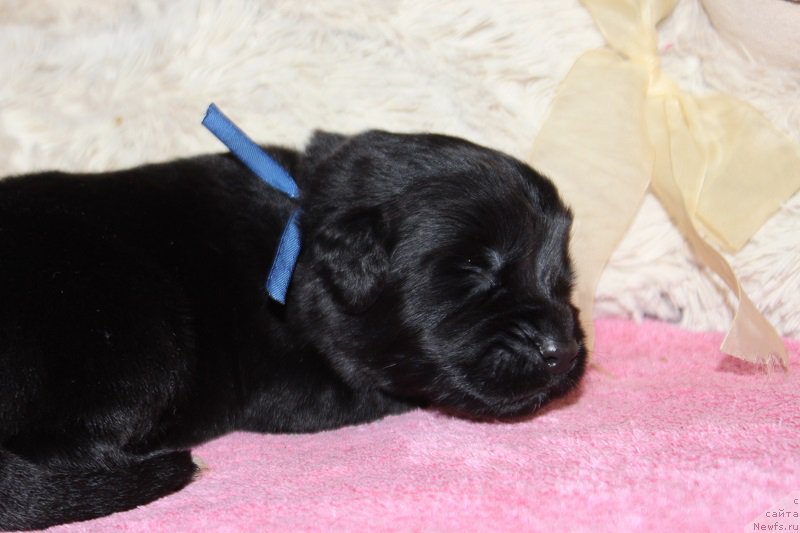 Фотография № 219831