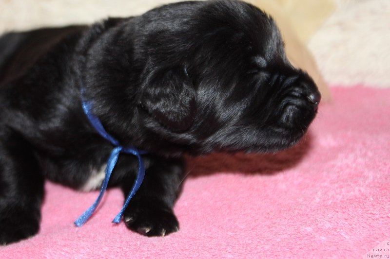 Фотография № 219832