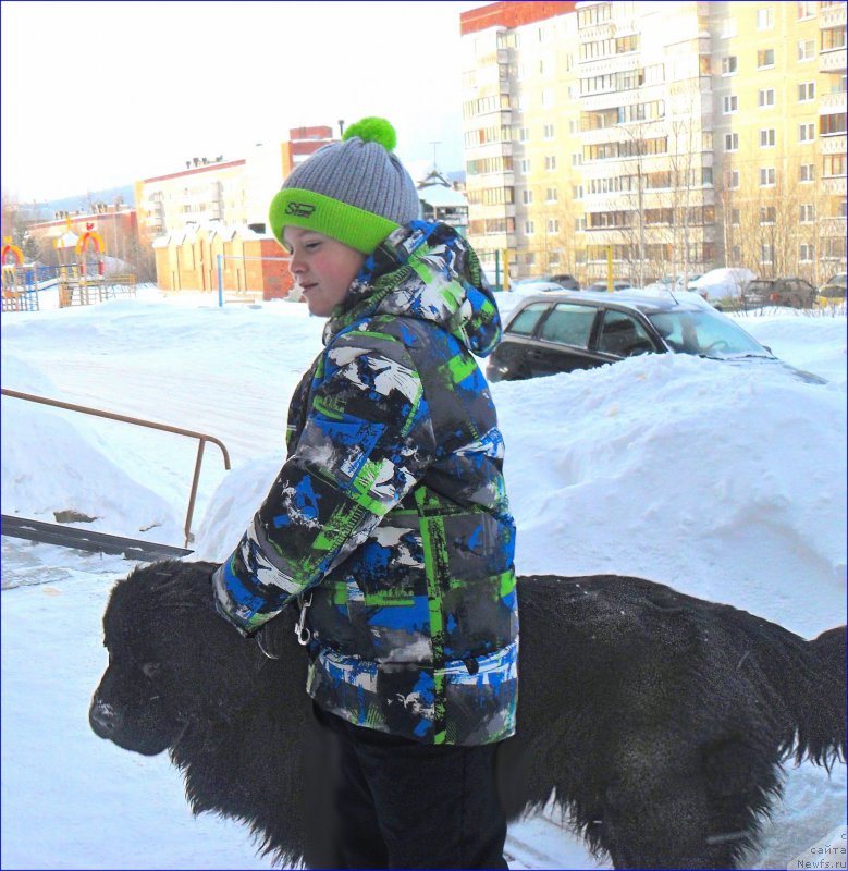 Фото: ньюфаундленд Супер Бизон Норберто