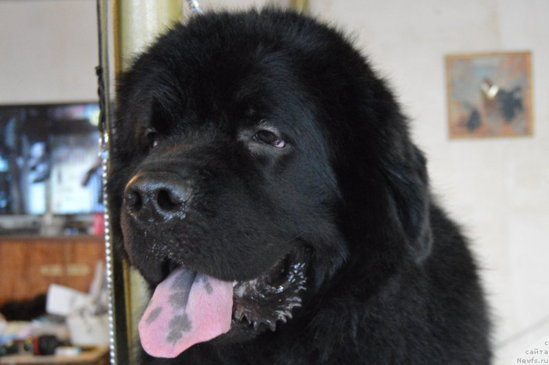 Фотография № 219837