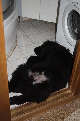 Фото: ньюфаундленд Пчёлкин Дом Восторг Души (Pchiolkin Dom Vostorg Dushi)