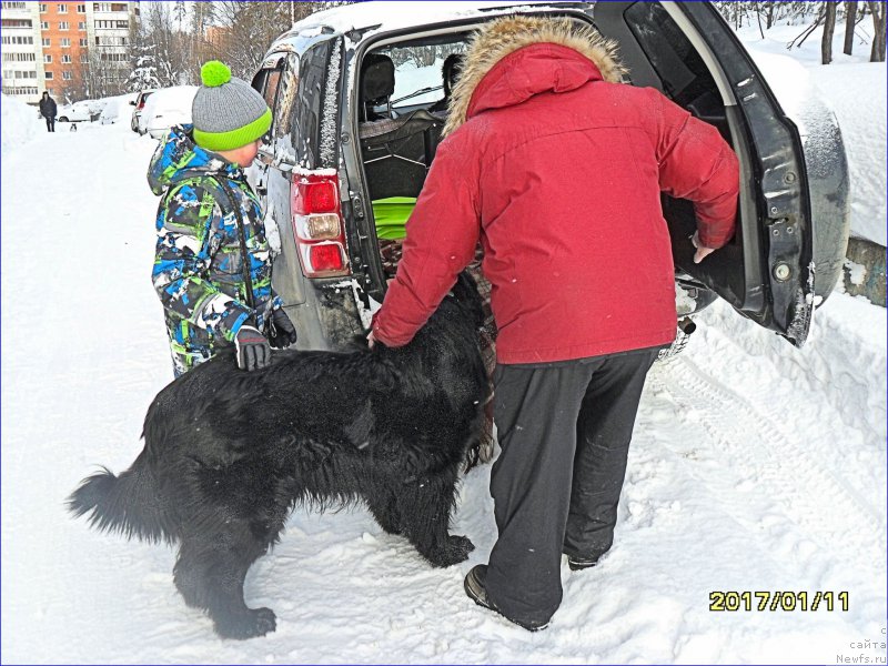 Фото: ньюфаундленд Супер Бизон Норберто