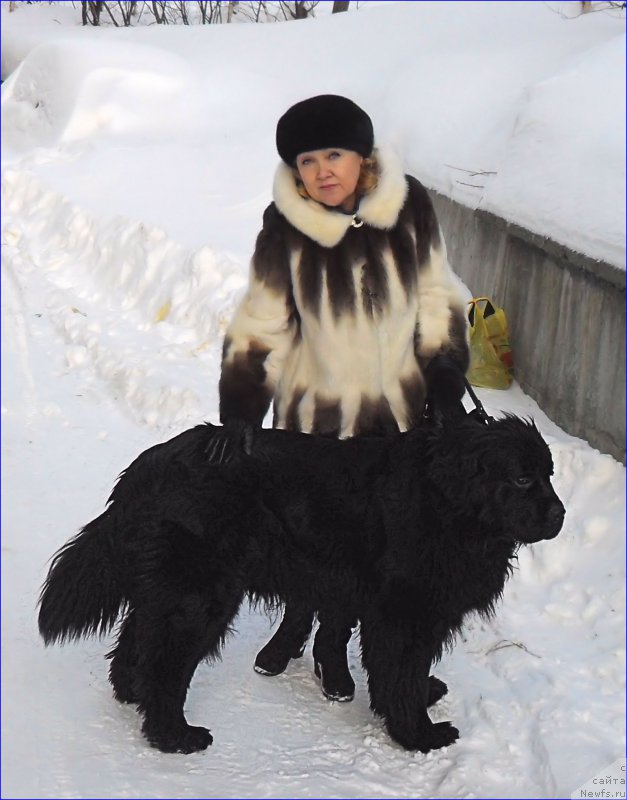 Фото: ньюфаундленд Супер Бизон Норберто, Таня