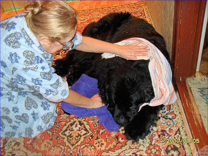 Фото: ньюфаундленд Супер Бизон Норберто, Таня