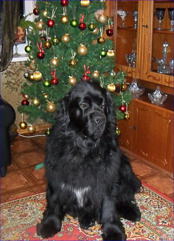 Фото: ньюфаундленд Супер Бизон Норберто