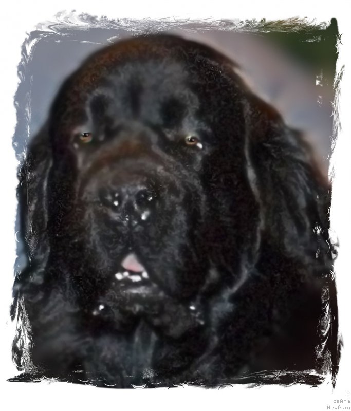 Фото: ньюфаундленд Супер Бизон Норберто