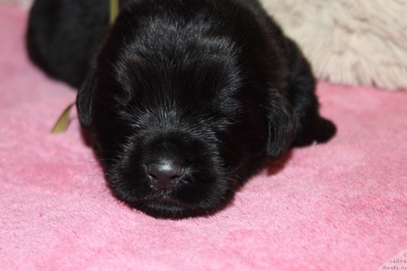 Фотография № 219859