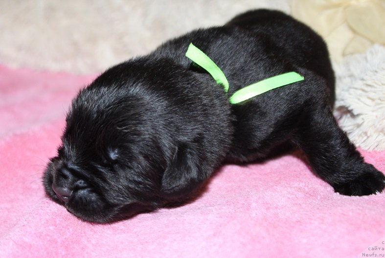 Фотография № 219864