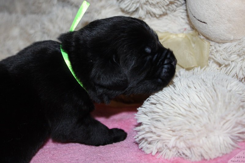 Фотография № 219865