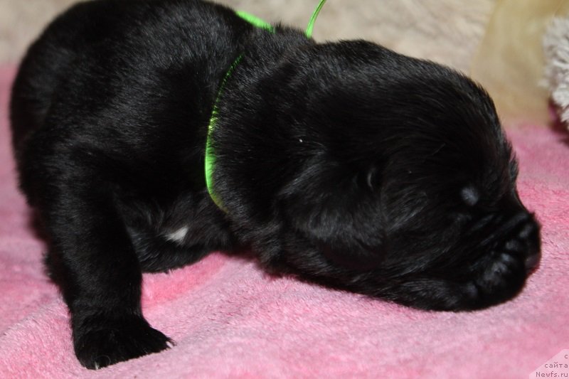 Фотография № 219866