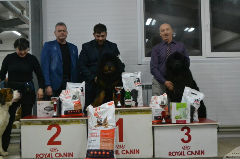 Фото: ньюфаундленд Ноэль Наследница Вятских Медведей (Noel Naslednitsa Vyatskiy Medved)