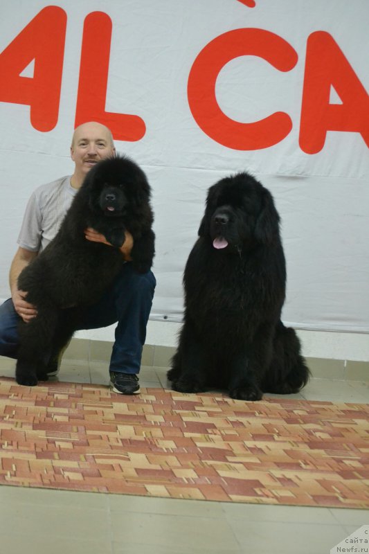 Фото: ньюфаундленд Назар Вятский Медведь (Nazar Vyatskiy Medved)