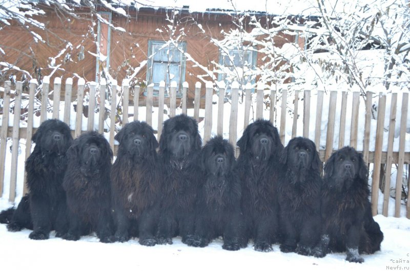 Фото: ньюфаундленд Никита Богатырь Империи (Nikita Bogatyr Imperii), ньюфаундленд Акватория Келвин Шарлиз (Aquatoriya Kelvin Sharliz), ньюфаундленд Ноэль Наследница Вятских Медведей (Noel Naslednitsa Vyatskiy Medved), ньюфаундленд Назар Вятский Медведь (Nazar Vyatskiy Medved), ньюфаундленд Многоликая Богиня Манифик (Mnogolikaya Boginya Manifik), ньюфаундленд Симбад Покоритель Морей, ньюфаундленд Скарлет О'Хара, ньюфаундленд Нефертити Красавица Грядет