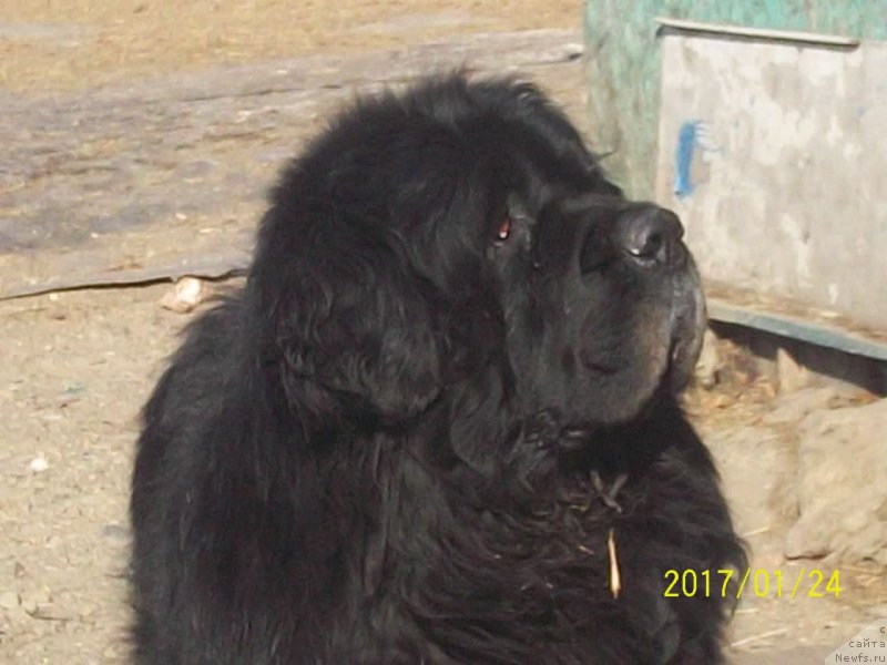 Фото: ньюфаундленд Вито Качо Ферл (Vito Kacho Ferl)