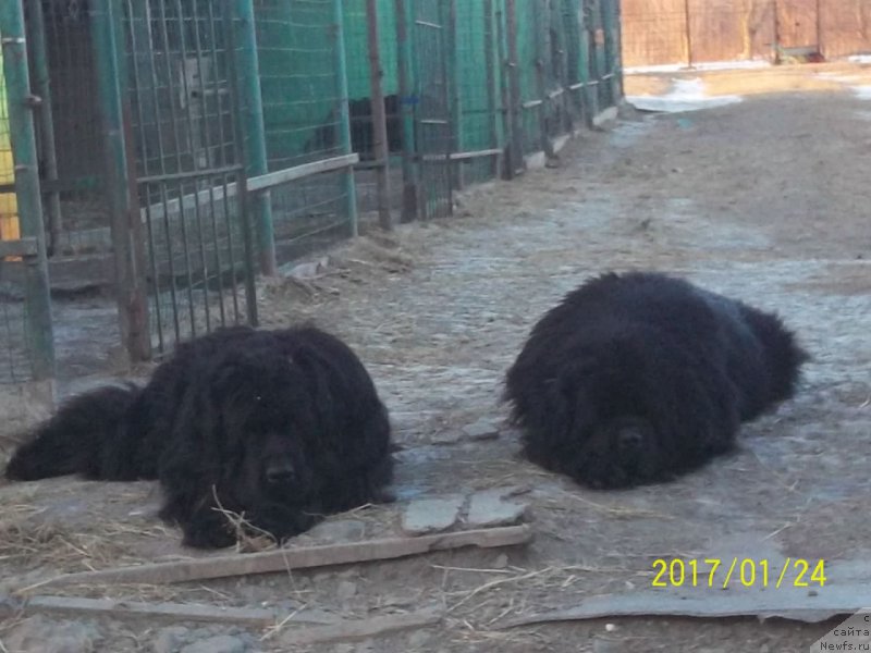 Фото: ньюфаундленд Супер Премиум Микадо (Super Premium Mikado), ньюфаундленд Супер Премиум Нао Дел Трато