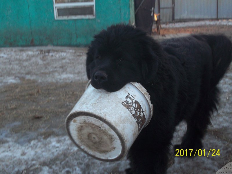 Фото: ньюфаундленд Степан Разин (Stepan Razin)
