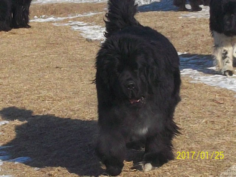 Фото: ньюфаундленд Степан Разин (Stepan Razin)