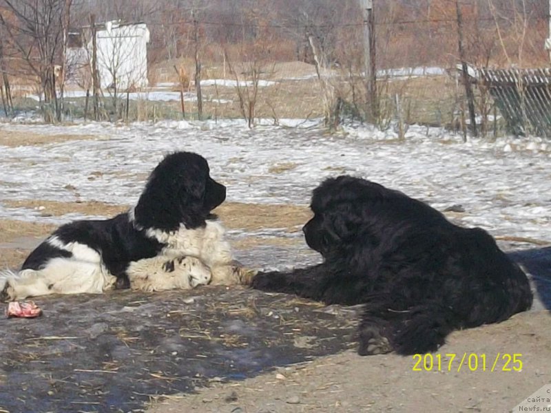 Фото: ньюфаундленд Супер Премиум Нао Дел Трато, ньюфаундленд Селин Дион