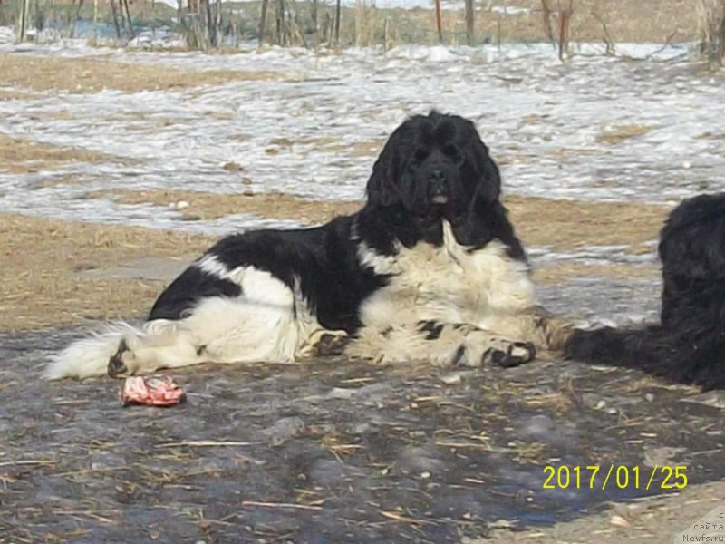 Фото: ньюфаундленд Селин Дион