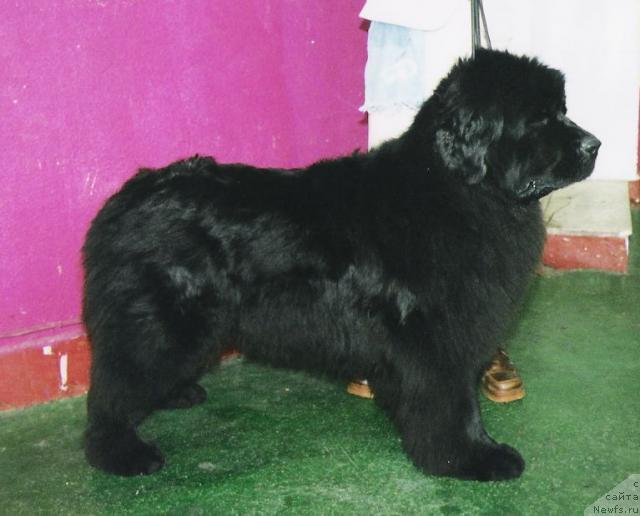 Фото: ньюфаундленд Ньюмаст Надин Нимфа Черного Озера (Nijumast Nadin Nimfa Chernogo Ozera)