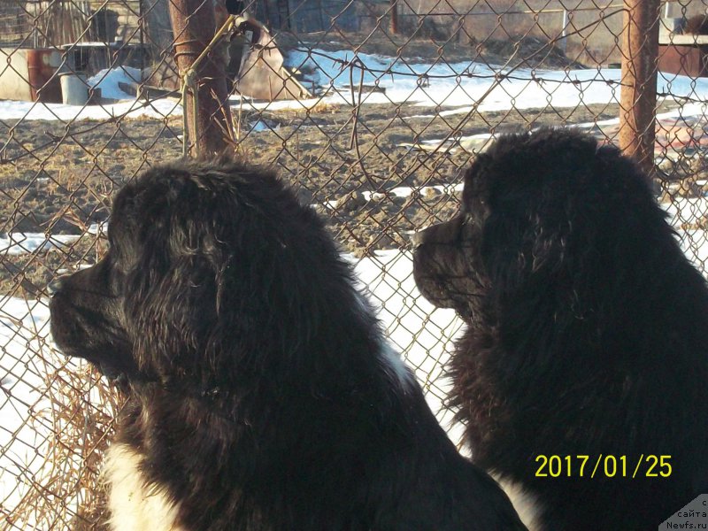 Фото: ньюфаундленд Степан Разин (Stepan Razin), ньюфаундленд Селин Дион