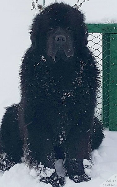 Фотография № 219882