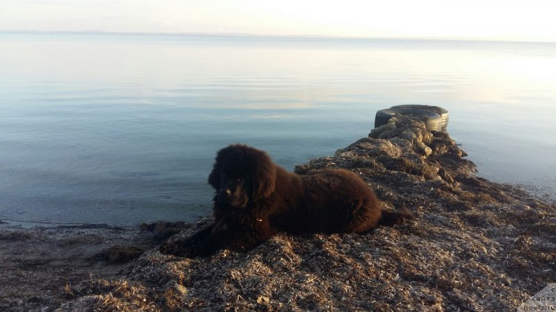 Фотография № 219883