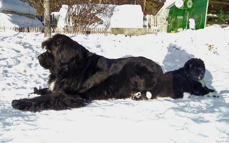 Фото: ньюфаундленд Супер Бизон Индия, ньюфаундленд Супер Бизон Таисса