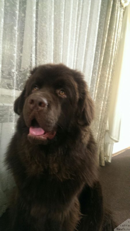 Фото: ньюфаундленд Браунблад МСК Брем Берри