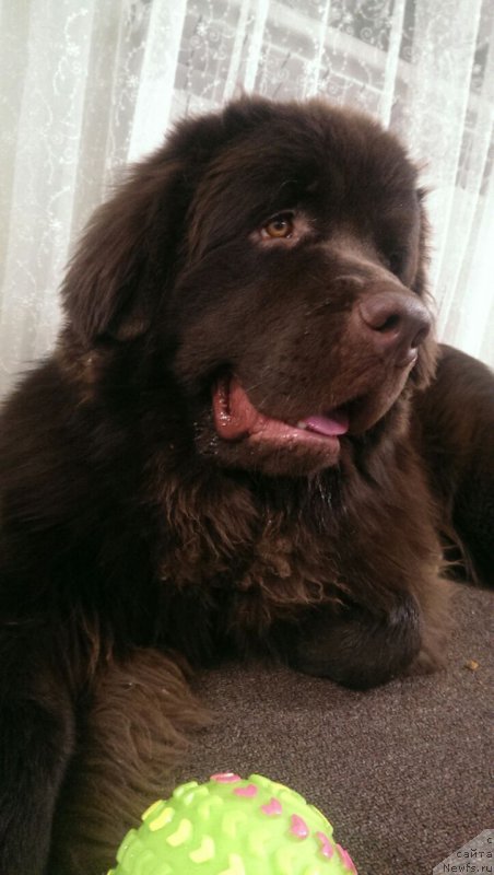 Фото: ньюфаундленд Браунблад МСК Брем Берри