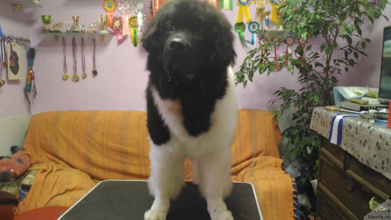 Фотография № 219904