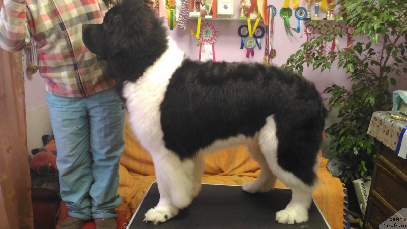 Фотография № 219905