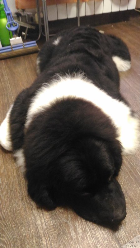 Фотография № 219906