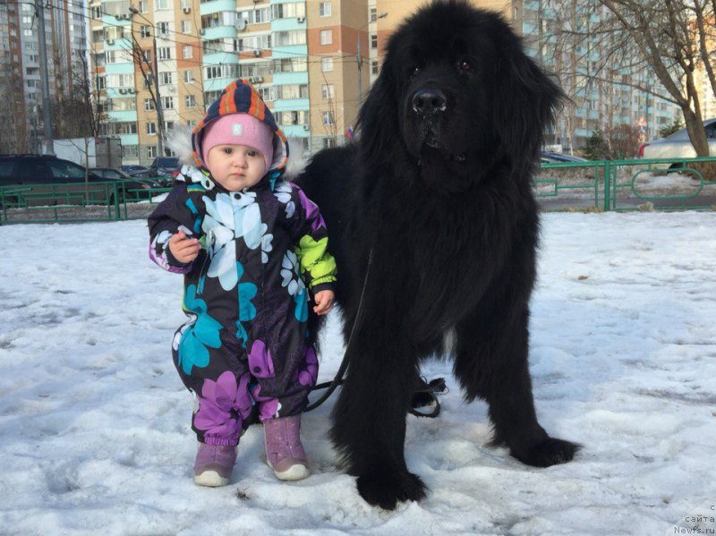 Фото: ньюфаундленд Маг Исполин Копперфильд