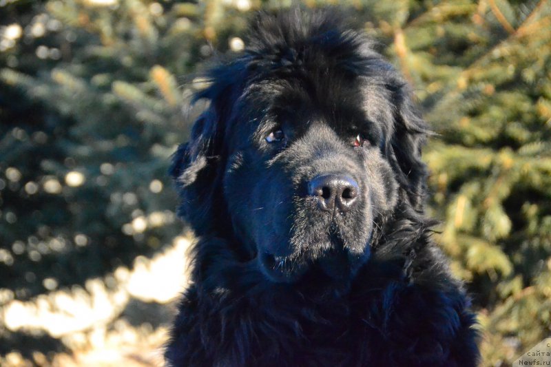 Фото: ньюфаундленд Талисман Моря Магия Волн