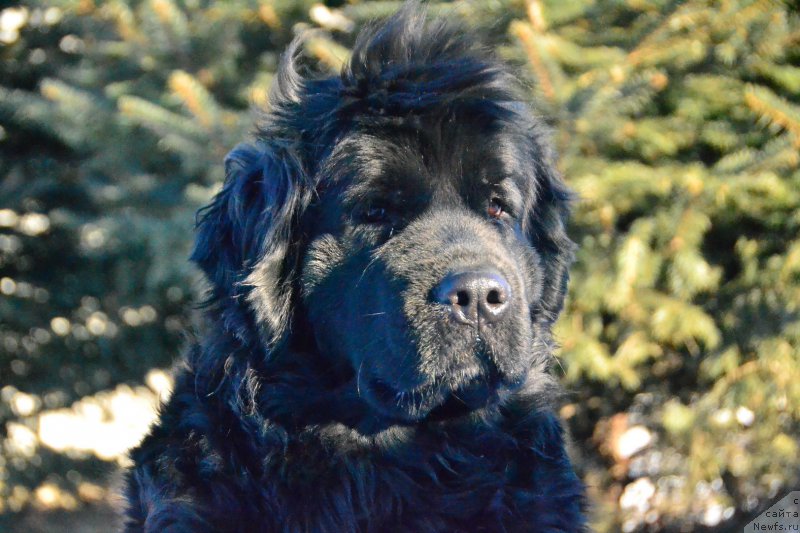 Фото: ньюфаундленд Талисман Моря Магия Волн