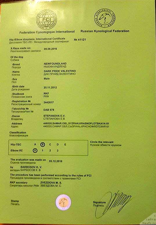 Фото: ньюфаундленд Дак Прайд Валентино (Dark Pride Valentino)