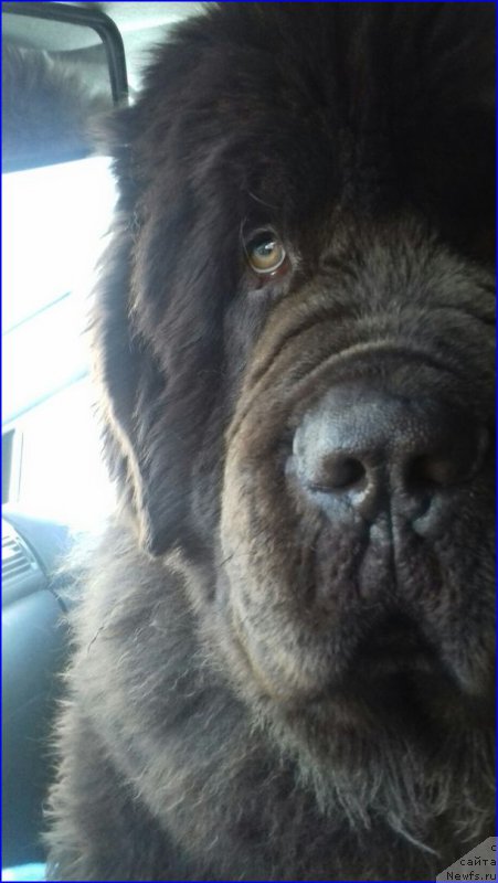 Фото: ньюфаундленд Браунблад МСК Велес Алистер (Brownblood MSK Veles Alister)